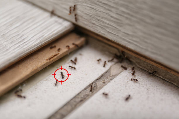 Wasp Removal Services in Tangelo Park, FL