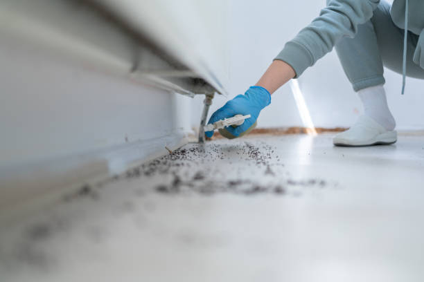Best Pest Removal Services  in Tangelo Park, FL